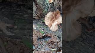 Lentinus squarrosulus in an arecanut orchard1 [upl. by Art]