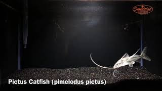 Large Pictus Catfish WYSIWYG [upl. by Spike300]