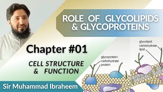 Role of Glycoproteins and Glycolipids [upl. by Enajiram]