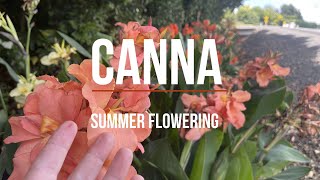 Canna indica  Summer flowering plant of the week [upl. by Sset133]