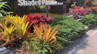 The Most Beautiful Bromeliad Garden in Chiangmai Thailand [upl. by Hakkeber]