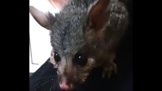 Brushtail Pet Possum [upl. by Ingrim]