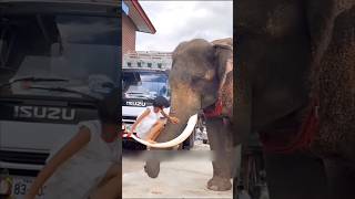 देखो कभी भी किसी जानवर को गलत मत समझना 😱 shorts elephant 1millon [upl. by Billmyre]