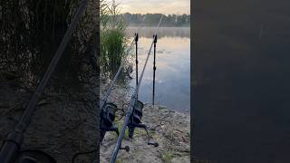 Wecker 🎣karpfenangeln carpfishing carp fishinglife tightlines carplife angler fishing [upl. by Amyas]