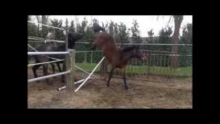 foals 2011 jumping wmv [upl. by Nelsen]