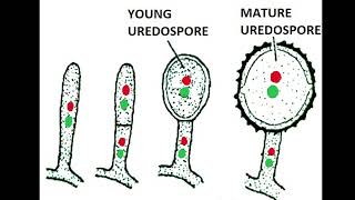 Uredospores of Puccinia graminis tritici 1 [upl. by Nadnarb]