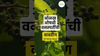 वावडिंग  Embelia ribes  औषधी वनस्पती  medicinal plant [upl. by Sarchet]