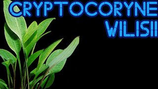 Cryptocoryne Willisii [upl. by Eliathan]