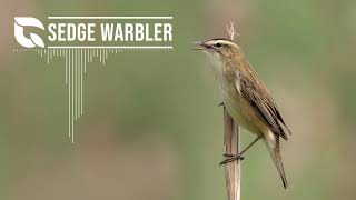 Sedge Warbler Song [upl. by Esil480]