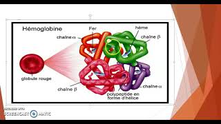 Drépanocytosemutationsanémiefalciformehémoglobine [upl. by Trula]