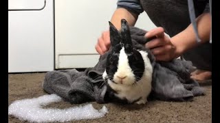 Rabbit Care How I Groom My Dutch Rabbit Hoppy 🐰💕✨ [upl. by Pears]