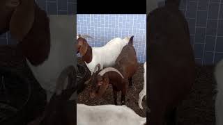 boer and Kalahari Red Goats in Nigeria [upl. by Noivax]