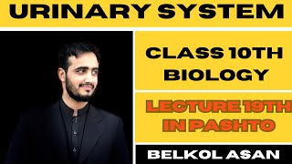 Urinary System In Pashto Explained By Basharat Ali Lectures  Class 10th Biology [upl. by Sylvanus183]