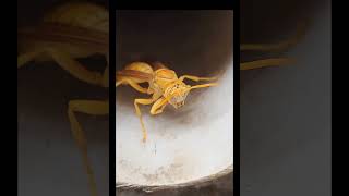 Wasp insect video funny [upl. by Rola865]