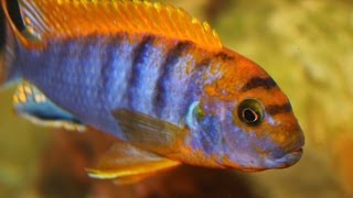 African Cichlid Species  Labidochromis sp quotHongiquot Male and Female Update Video [upl. by Aurie]