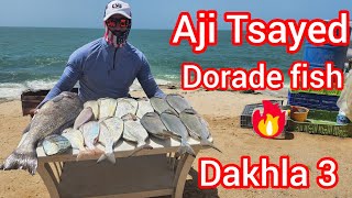 مصيد العركوب الجبل الكحل dorade fishing [upl. by Araed]