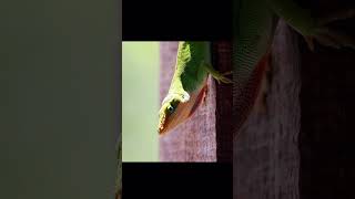 Green Anole Challenging Other Anoles lizard reptile challengevideo anole [upl. by Timms920]