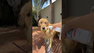 LAVANDO O LOIRÃO COM LEITE goldenretriever [upl. by Kcim959]