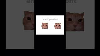 If you AAAA funny cat fyp [upl. by Neeruan295]