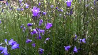 Harebells [upl. by Lupe558]