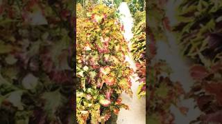 Beautiful coleus garden coleusplants short [upl. by Esorylime368]