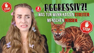 Katze ist aggressiv  Babykatze jagt Füße und greift beim Spielen an  Katzenerziehung  Katze beißt [upl. by Etti365]