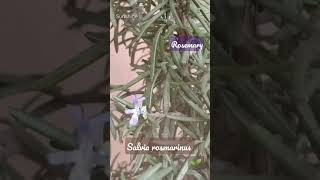 🌱 Rosemary Scientific name Salvia rosmarinus 🌱 [upl. by Clare]