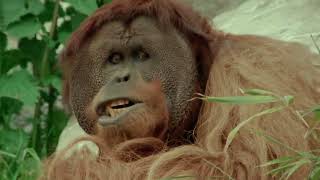 Mengenal Satwa Liar OrangUtan [upl. by Dinnage780]