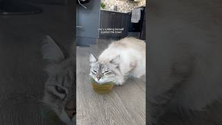 How do your cats react to catnip tea 😸 shorts catshorts cat kitten [upl. by Ekrub]