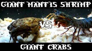 Giant Smashing Mantis Shrimp VS Giant Crabs [upl. by Burleigh]