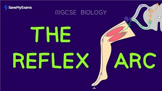 Reflex Arc Simple Explanation  IGCSE amp GCSE Biology 2024  The Nervous System Explained [upl. by Notniuq]