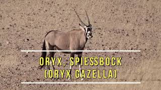 Namibia  Oryx Spießbock Oryx gazella [upl. by Enamrahc]