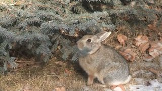 Miffy and the snowbunny official Miffy video [upl. by Liew]