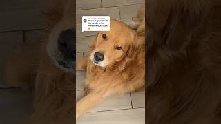 Golden Retrievers Heartwarming Love for Grandma [upl. by Tjader]