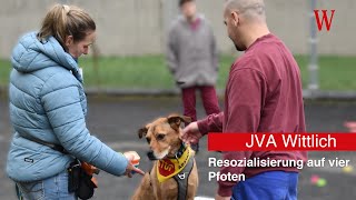 JVA Wittlich Resozialisierung auf Pfoten [upl. by Benni]