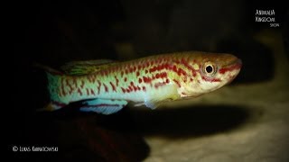 Gardners Kilifish Fundulopanchax gardneri amp Lyretail Killifish Aphyosemion australe [upl. by Ettigdirb47]