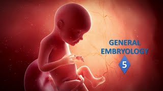 General embryology Part05 Prof Ashfaqur Rahman [upl. by Lainad]