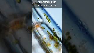 Chloroplasts in Plant Cells [upl. by Cyprus]