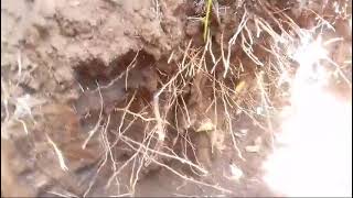 Yam farming in Kenya Harvesting the 2 year old yams yams shortvideo viral farming [upl. by Nwahsiek563]