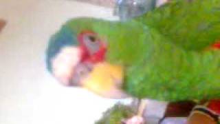 Cotorro hablando Amazona Albifrons [upl. by Hadeis]