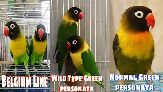 ANOANO ANG MGA PAGKAKAIBA NG BELGIUM LINE WILD TYPE GREEN PERSONTA AT NORMAL GREEN PERSONATA [upl. by Nolyd]