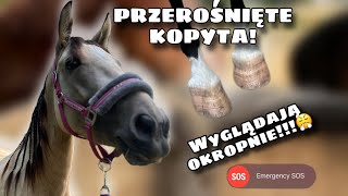 KOPYTA W ZĹYM STANIE KOWAL POTRZEBNY NA WCZORAJ  SANTA ODKRYWA TERENY WOKĂ“Ĺ STAJNI đźŚ¸ [upl. by Jeralee]