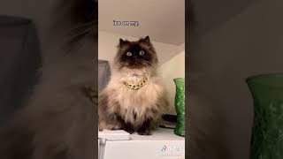 Noodle the cat music video  Stunnin by Curtis Waters [upl. by Adah815]