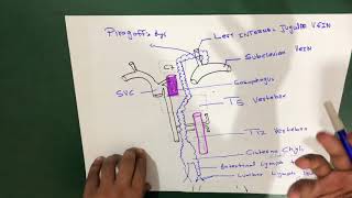 Thoracic Duct Anatomy [upl. by Rolyks]