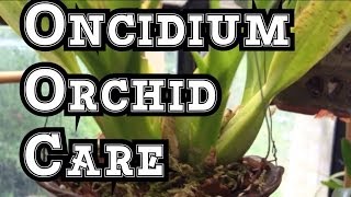 Orchid Care Is it a Spike or Root How to stake Oncidium orchid Spikes [upl. by Nyrrek208]