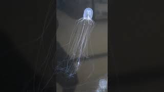 Hydroid Symbiotic Relationships  Telonicher Marine Lab sciencefacts animal biology [upl. by Adali]