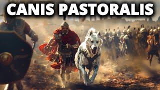 CANIS PASTORALIS  Der Legendäre Wachhund Roms [upl. by Anayet]