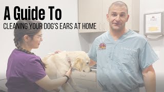 How to Clean Your Dogs Ears at Home [upl. by Muhan]