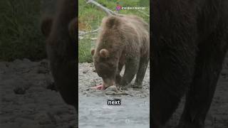 Grizzly Bear pulling salmons skin off shorts bear shortsfeed viralshorts animals [upl. by Zara394]