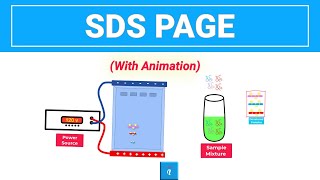 SDS PAGE  Gel Electrophoresis with animation [upl. by Lia654]